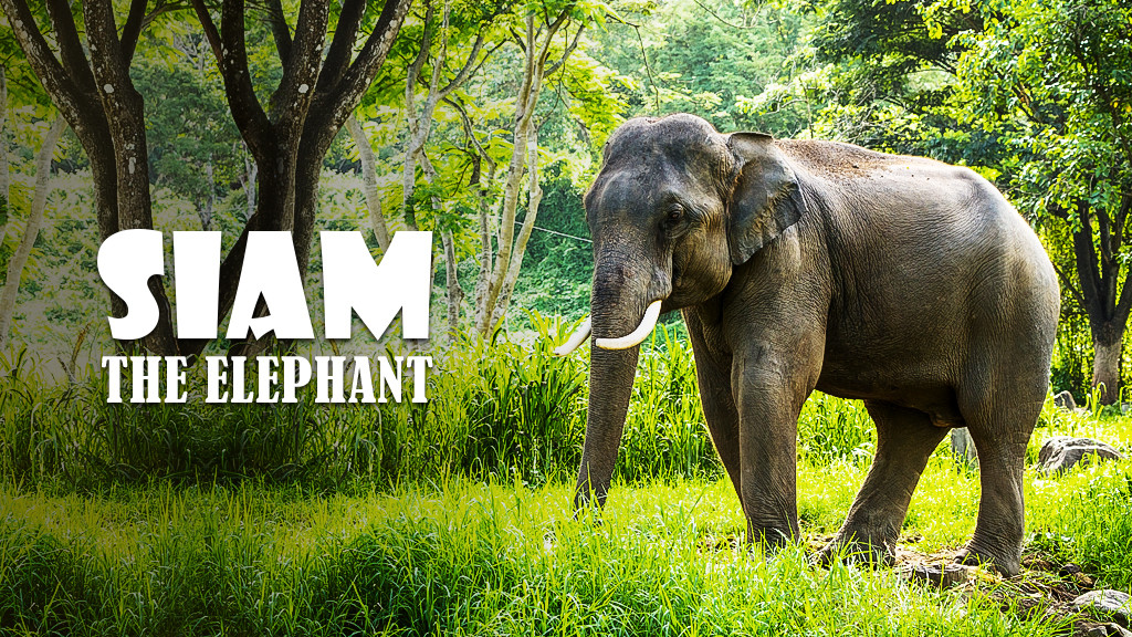 Siam, The Elephant Siam, The Elephant