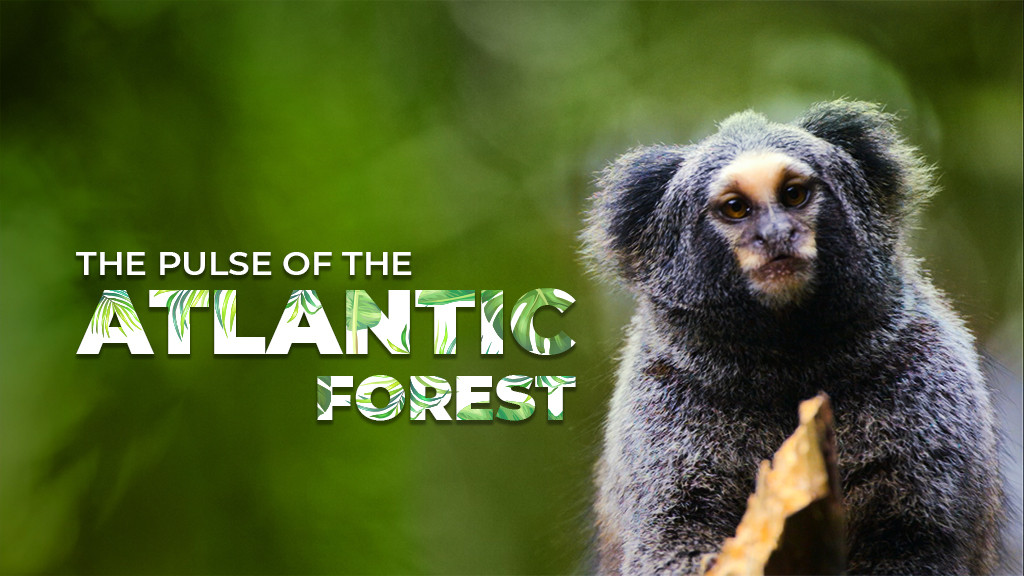 The Pulse of the Atlantic Forest The Pulse of the Atlantic Forest