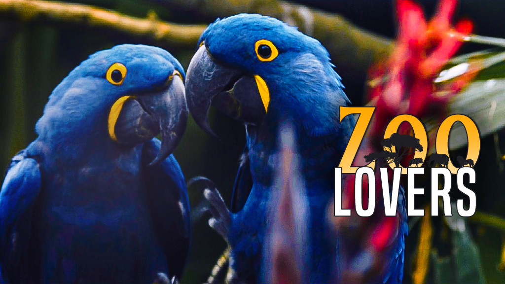 Zoo Lovers Zoo Lovers
