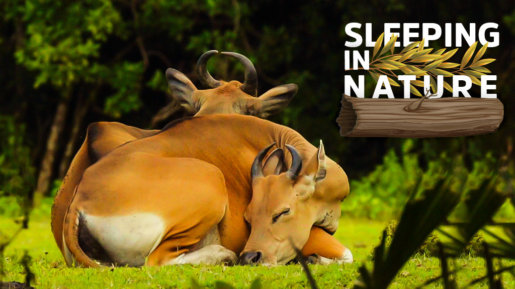 Sleeping in Nature Sleeping in Nature