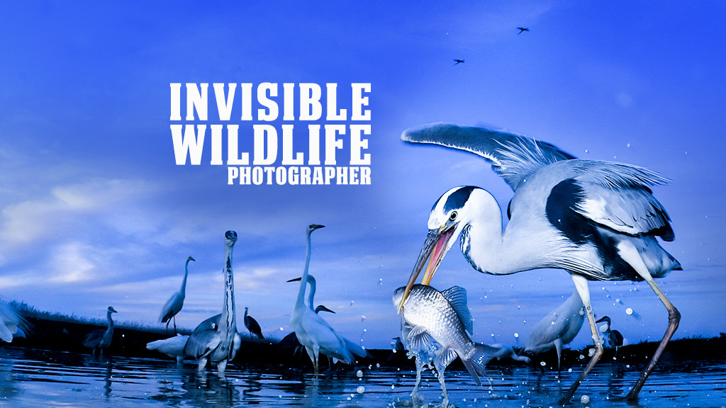 Invisible Wildlife Photographer Invisible Wildlife Photographer