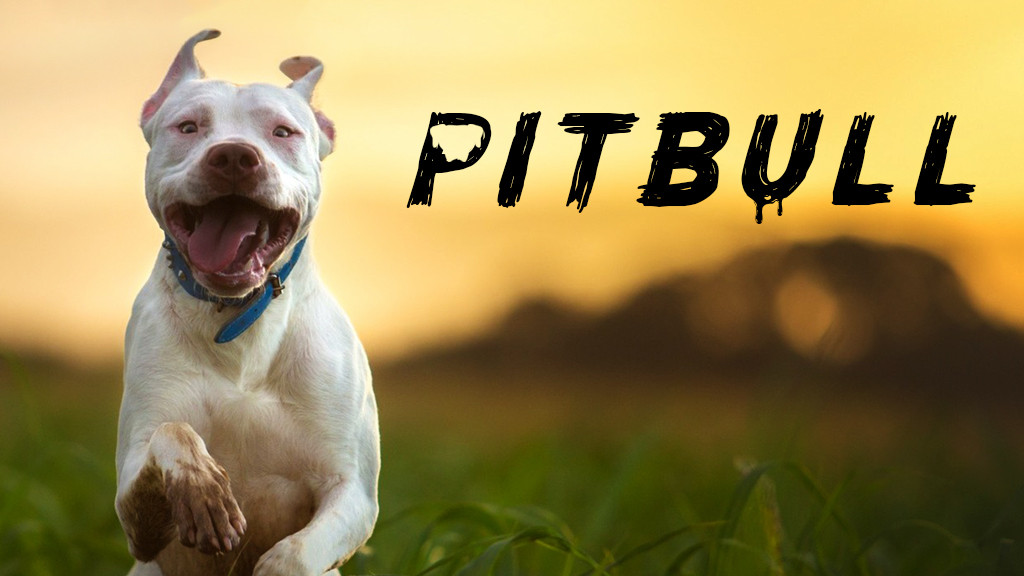 Pitbull Pitbull