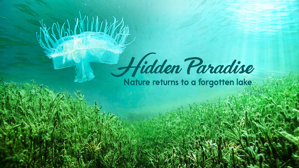 Hidden Paradise: Nature Returns to a Forgotten Lake Hidden Paradise: Nature Returns to a Forgotten Lake