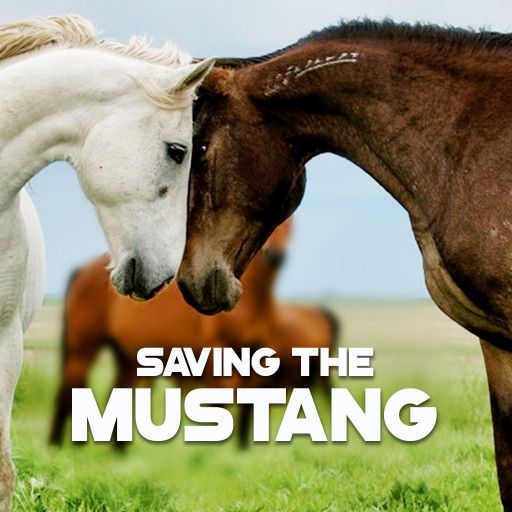 Saving The Mustang Saving The Mustang