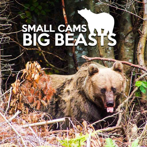 Small Cams, Big Beasts Small Cams, Big Beasts