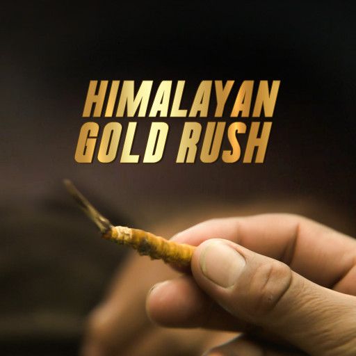 Himalayan Gold Rush Himalayan Gold Rush