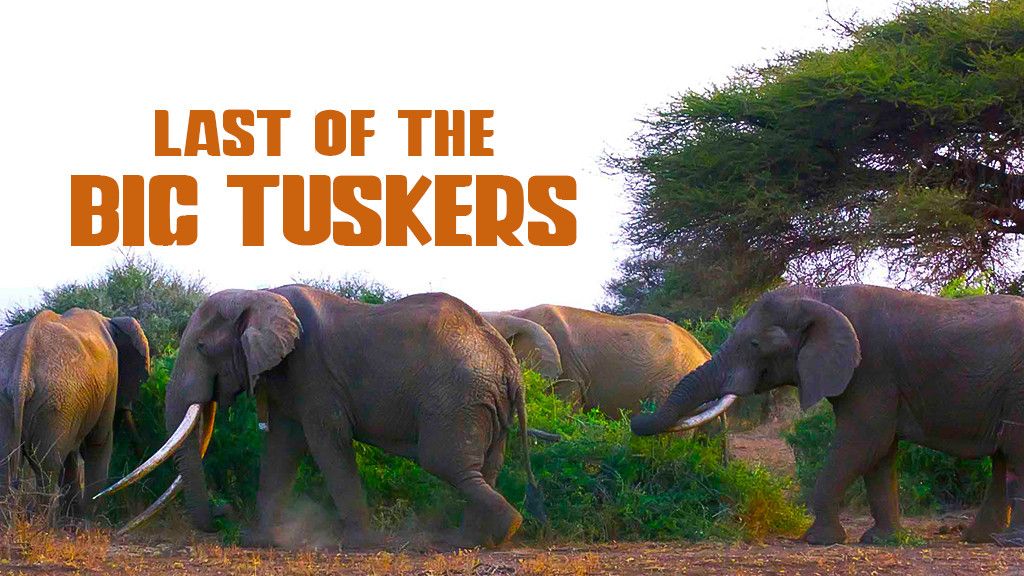 Last of the Big Tuskers Last of the Big Tuskers