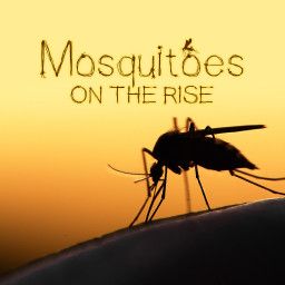 Mosquitoes on the rise