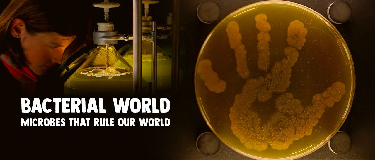 Bacterial World - Microbes That Rule Our World