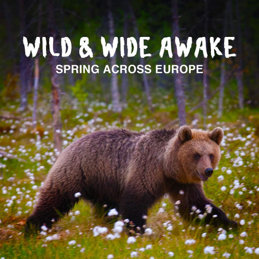 Wild & Wide Awake - Spring across Europe Wild & Wide Awake - Spring across Europe