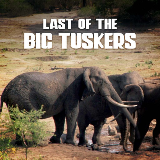 Last of the Big Tuskers Last of the Big Tuskers