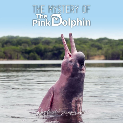 The Mystery Of The Pink Dolphin