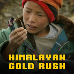 Himalayan Gold Rush