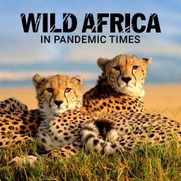 Wild Africa in Pandemic Times