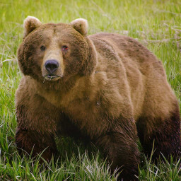 Grizzly Encounters With Chris Morgan: The Private Life Of Bears