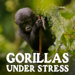 Gorillas Under Stress