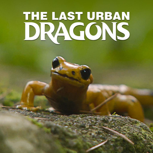 The Last Urban Dragons