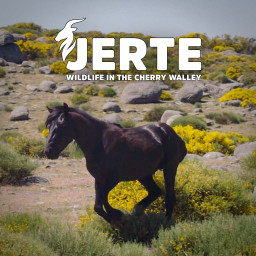Jerte, Wildlife in the Cherry Valley
