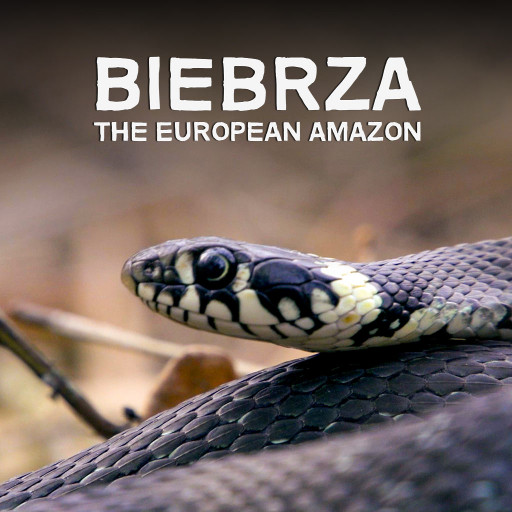 Biebrza: The European Amazon