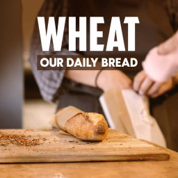 WHEAT OUR DAILY BREAD