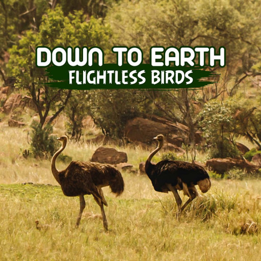 Down To Earth Flightless Birds