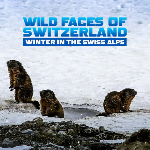 Wild Faces Of Switzerland Winter In The Swiss Alps